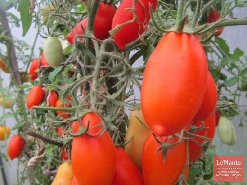 Посадка томатов Золотой Буратино