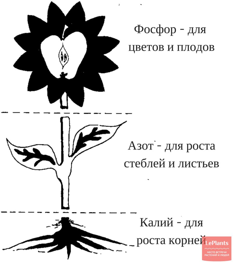 Азот (N): такой важный, такой нужный - Сад и огород :: читать на сайте  LePlants.ru