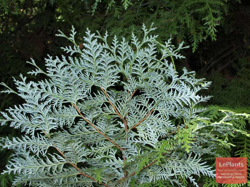 Туя корейская (Thuja koraiensis) — описание, выращивание, фото | на ...