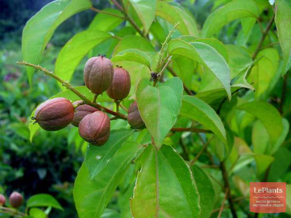 Кротон (Croton) — описание, выращивание, фото | на LePlants.ru