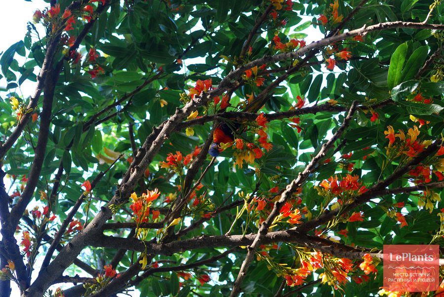 Castanospermum australe