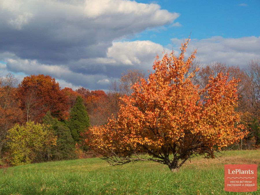Осенняя листва яблони