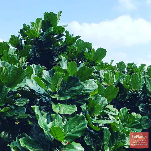 Фикус лировидный (Ficus lyrata) — описание, выращивание, фото | на ...