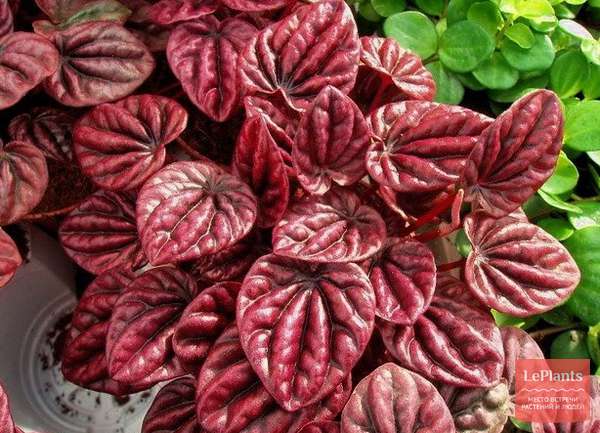 Пеперомия сморщенная (Peperomia caperata) — описание, выращивание, фото ...