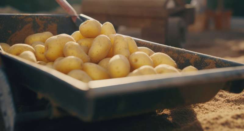 Лучшие сорта раннего картофеля