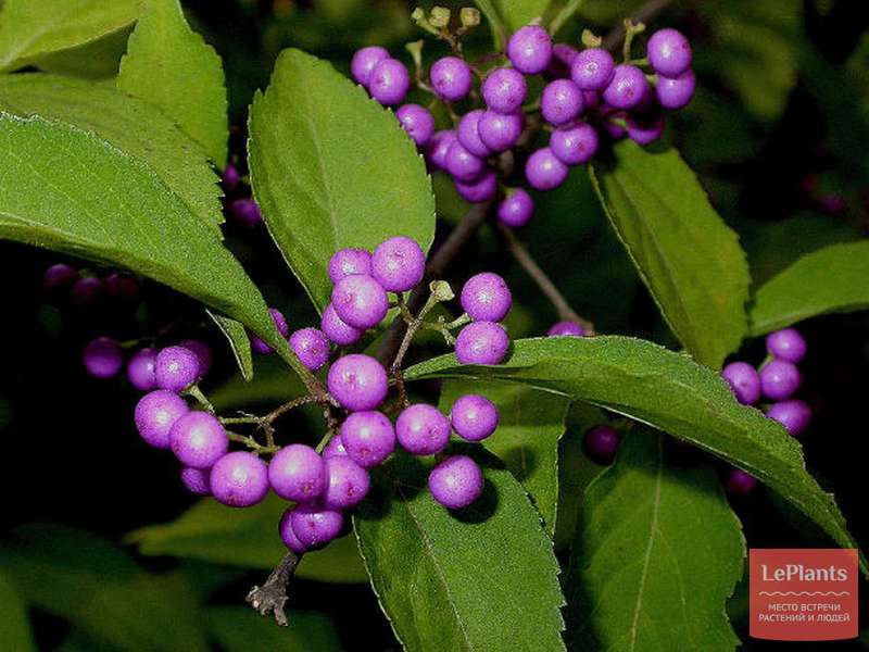 Калликарпа фото и описание кустарника Красивоплодник японский (Callicarpa japonica) - описание, выращивание, фото на L