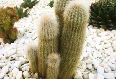 Unknown Cacti