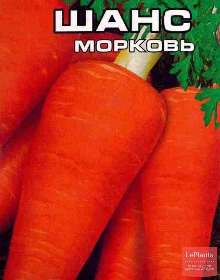 Морковь Шанс описание сорта, фото, отзывы, посадка и уход