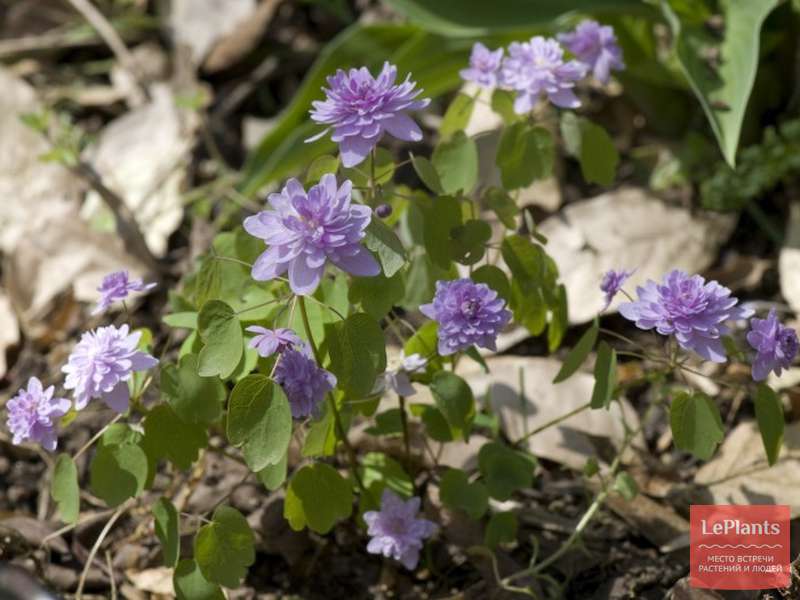 Анемонелла василистниковая (Anemonella thalictroides) — описание ...