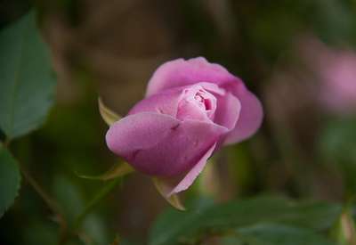 Бенгальская Роза