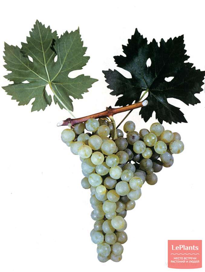 Виноград культурный Аг изюм — описание сорта, характеристики