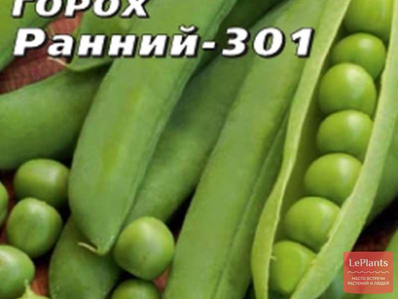 Горох овощной 'Ранний 301' — описание сорта, характеристики | на ...