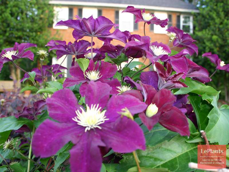 Клематис Жакмана (Clematis jackmanii) — описание, выращивание, фото ...