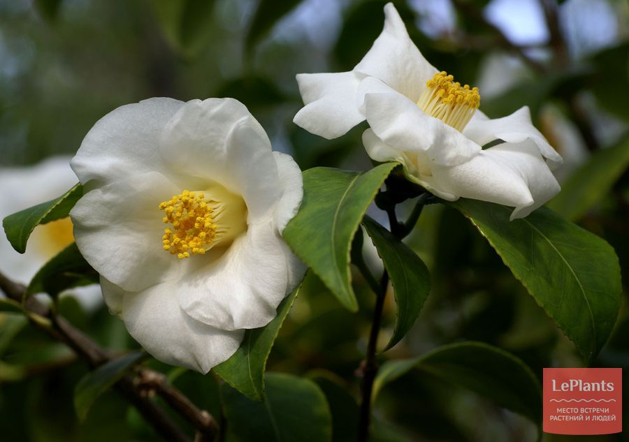 Camellia japonica 'Alba simplex'