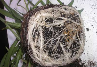 Кружение корней или что мешает нашей комнатной флоре расти?