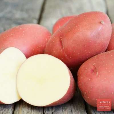 Картофель Любава