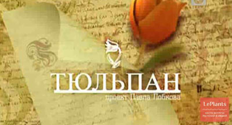 «Тюльпан». Фильм Павла Лобкова