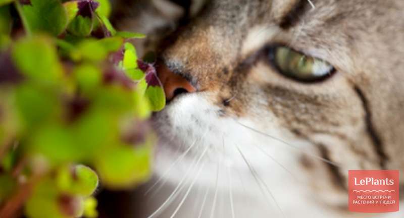 Как спасти любимые растения от домашнего кота?