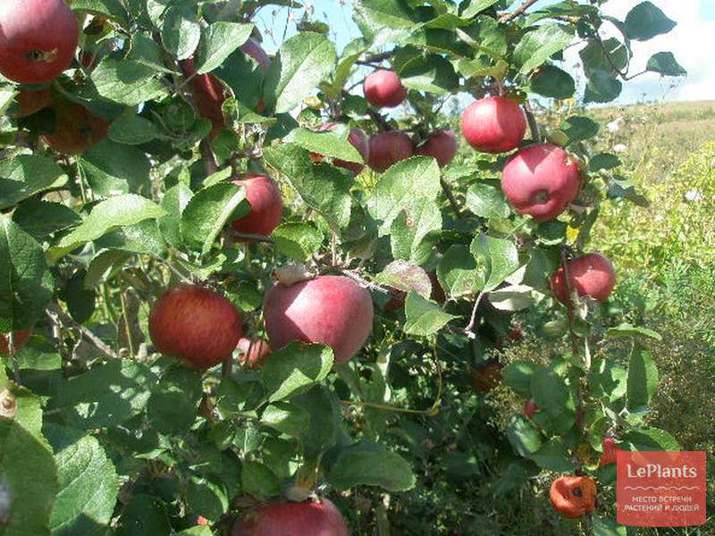Яблоня Россошанское багряное — описание сорта, характеристики