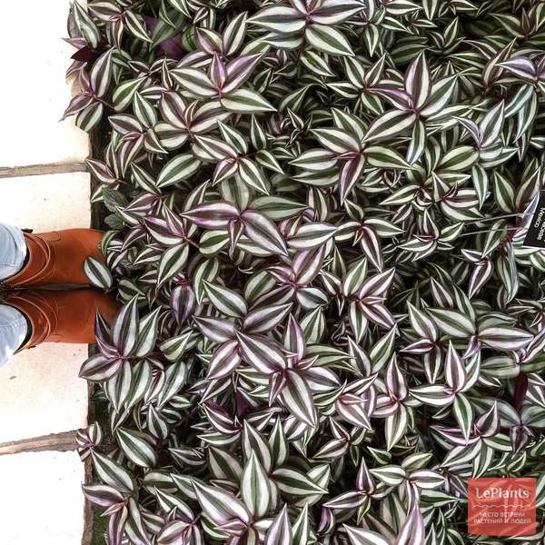 Традесканция зебрина (Tradescantia zebrina) — описание, выращивание ...