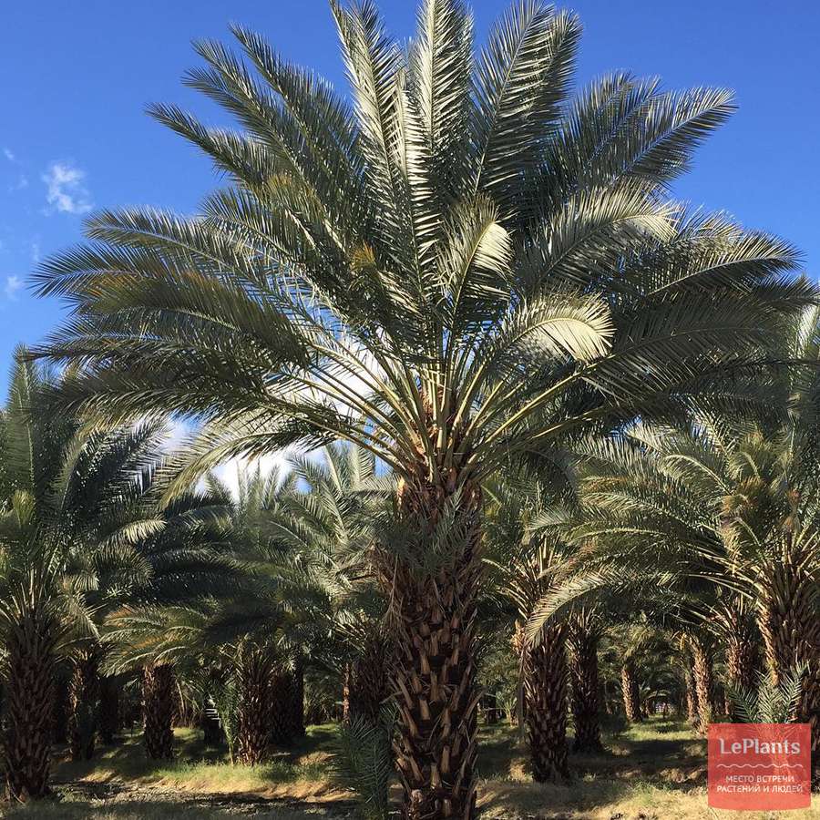 Финик пальчатый (Phoenix dactylifera) — описание, выращивание, фото ...