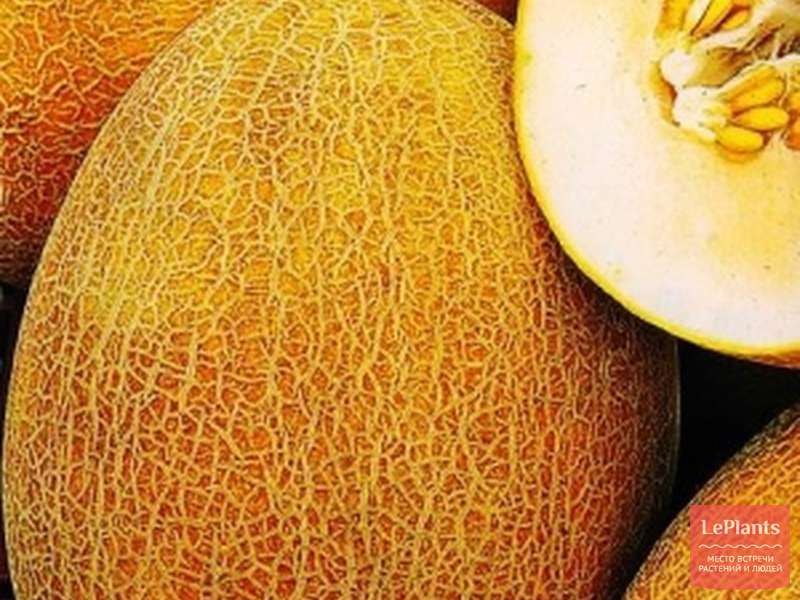 Дыня уральский скороспел уральский дачник. Дыня золотая луна гавриш. Дыня луна описание. Дыня сибирячка f1. Дыня луна.