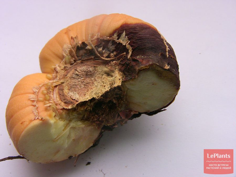 как садить гладиолусы-луковицы — профилактика фузариоза