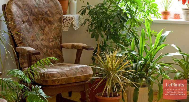 Растения для очищения воздуха в квартире