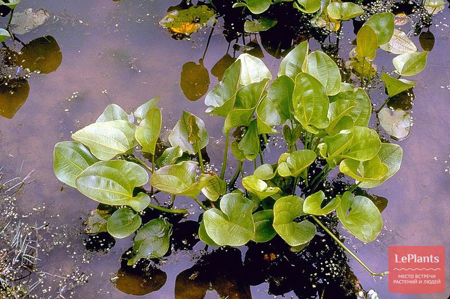 выращивание эхинодоруса в пруду