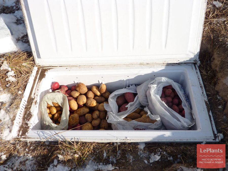 Как хранить картошку на улице зимой