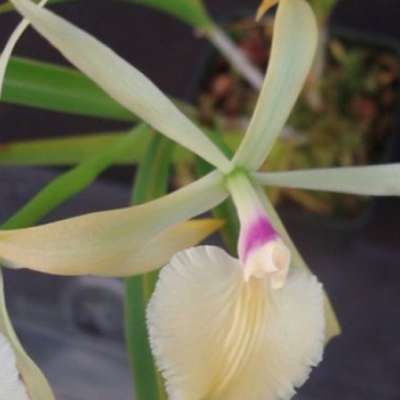 Орхидея для полуночников
