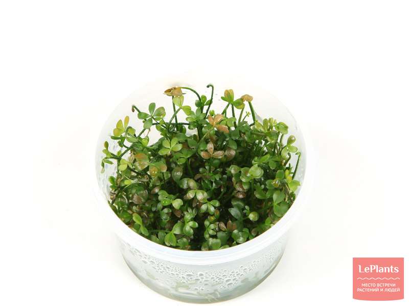 Марсилия (Marsilea) — описание, выращивание, фото | на LePlants.ru