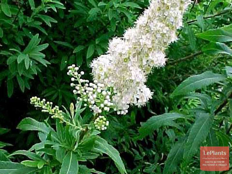 Спирея белая (Spiraea alba) — описание, выращивание, фото | на LePlants.ru