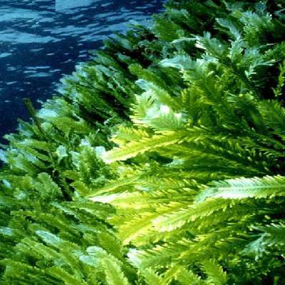 Морские водоросли могут стать поставщиком экологичной энергии