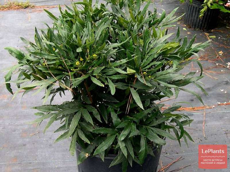 Магония (Mahonia) — описание, выращивание, фото | на LePlants.ru