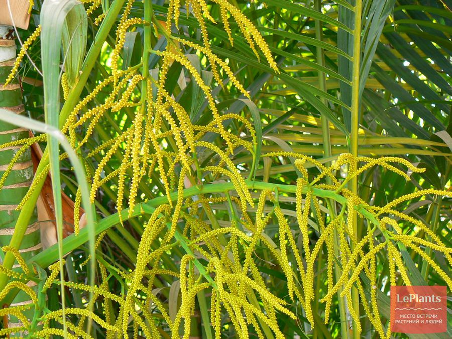 Цветы Дипсиса желтоватого