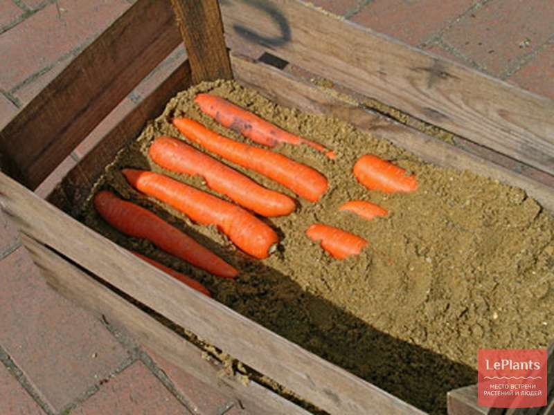 Как хранить морковь зимой в погребе в квартире на балконе