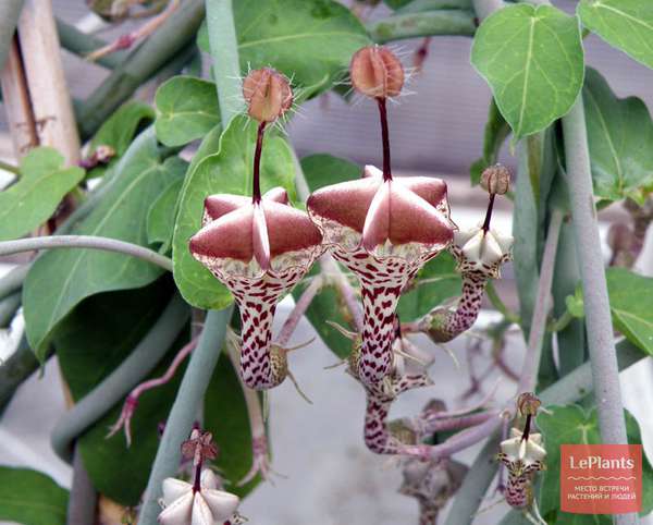 Церопегия (Ceropegia) — описание, выращивание, фото | на LePlants.ru