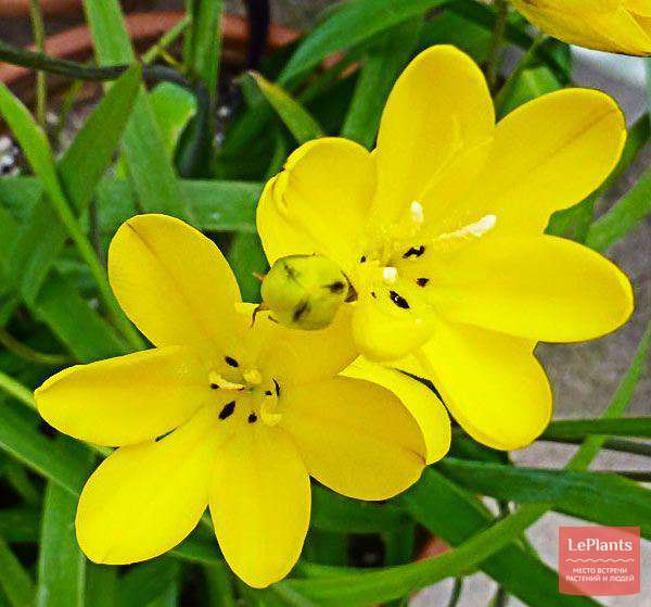 Спараксис крупноцветковый (Sparaxis grandiflora) — описание ...