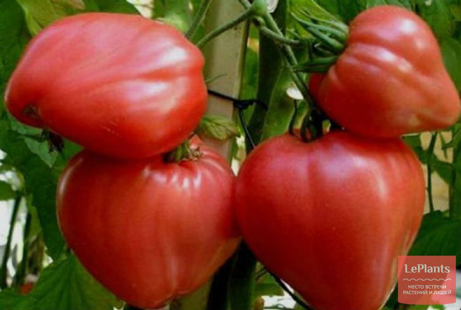 Обзор лучших сортов томатов для открытого грунта и теплицы