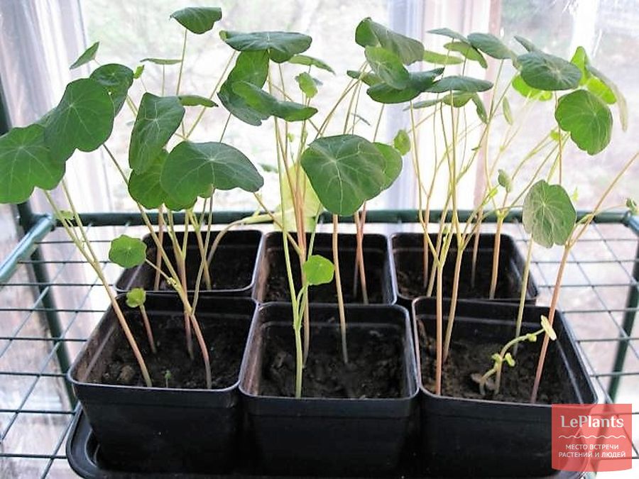 настурция — выращивание из семян 