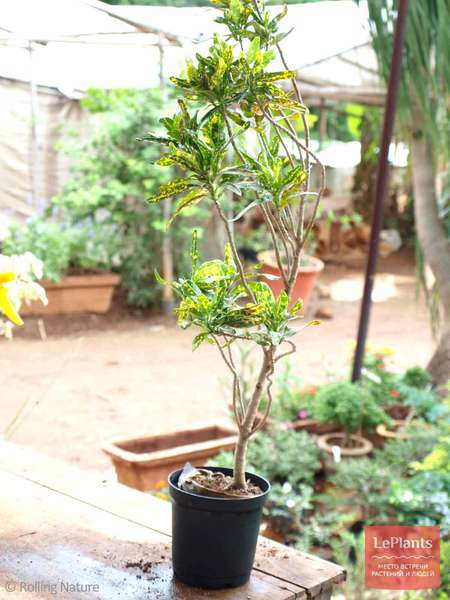 Кротон (Croton) — описание, выращивание, фото | на LePlants.ru