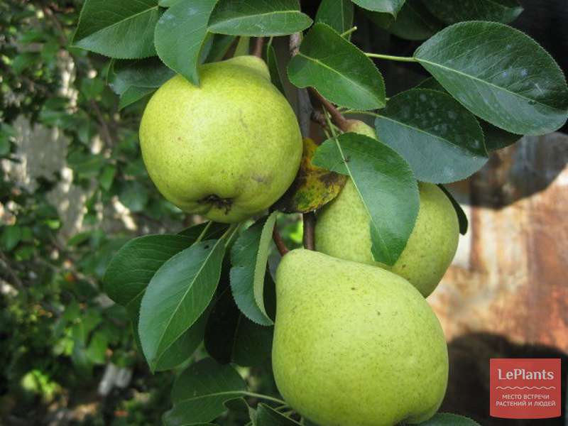 Груша 'Ларинская' — описание сорта, характеристики | на LePlants.ru