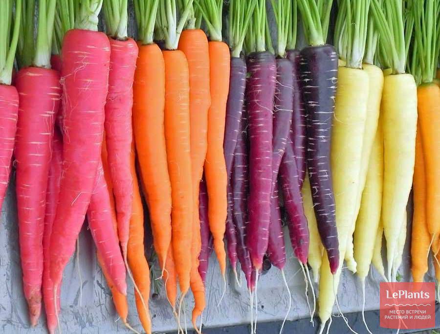 сорт моркови для подмосковья лучший