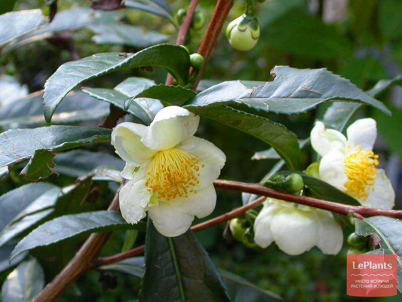 Камелия китайская (Camellia sinensis) — описание, выращивание, фото ...