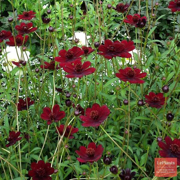 Космея кроваво-красная (Cosmos atrosanguineus) — описание, выращивание ...