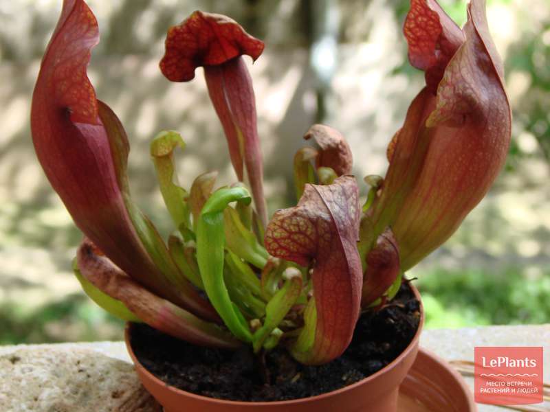 Дарлингтония калифорнийская (Darlingtonia californica) — описание ...
