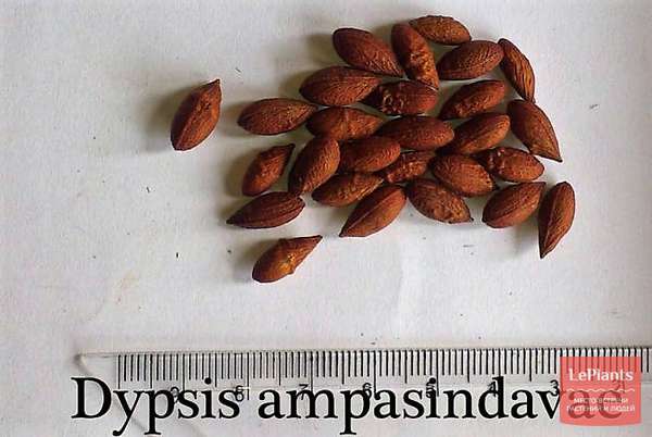 Дипсис (Dypsis) — описание, выращивание, фото | на LePlants.ru