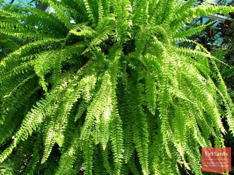 Нефролепис возвышенный (Nephrolepis exaltata) — описание, выращивание ...