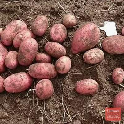 Картофель Беллароза